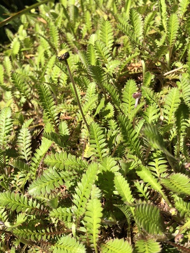 Leptinella squalida observed 2026-10-17
