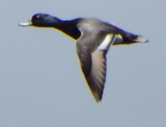 Aythya affinis × collaris
