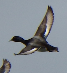 Aythya affinis × collaris