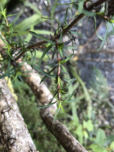 Coprosma rugosa observed 2026-10-17