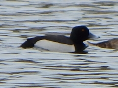 Aythya affinis × collaris
