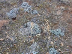 Teucrium gnaphalodes