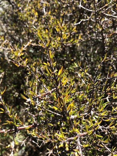 Coprosma rugosa observed 2026-10-18