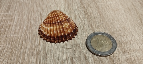 Acanthocardia echinata, 2026-10-18
