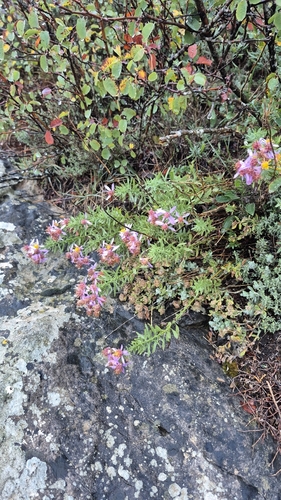 Rhone Aster