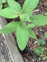 Lysimachia clethroides