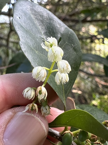 Elaeocarpus obovatus observed 2026-10-19