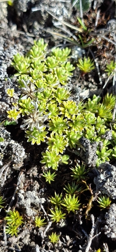 Raoulia subsericea observed 2026-10-19