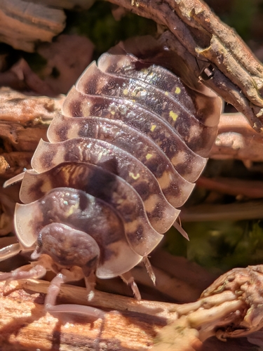 Common Shiny Woodlouse