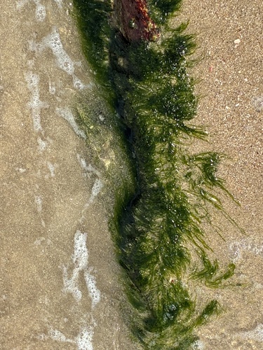 Ulva flexuosa observed 2026-10-15