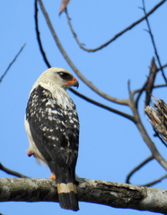 Leucopternis melanops