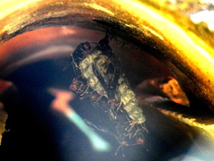 Polistes erythrocephalus