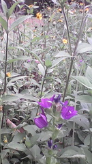 Triodanis perfoliata