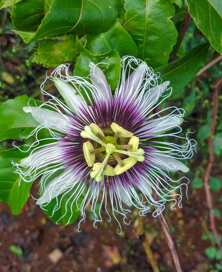 Passiflora edulis