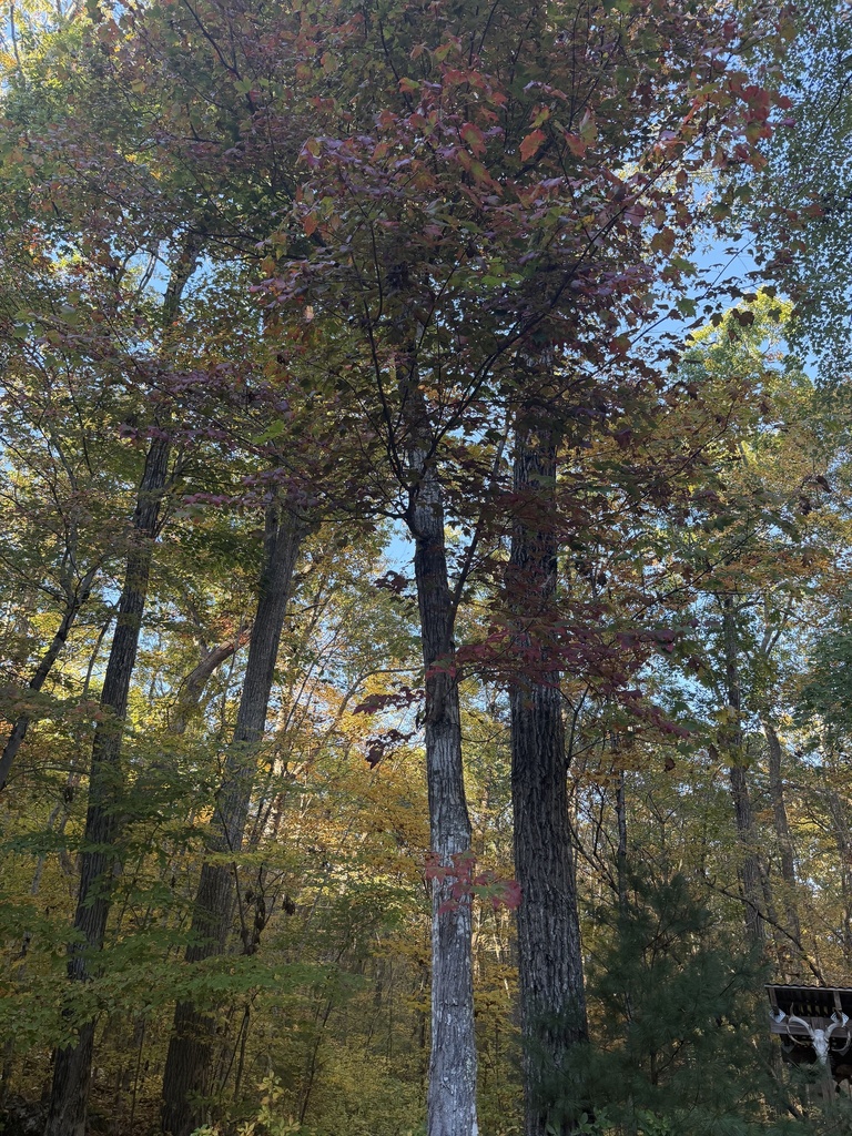 A photograph from Oct 18, 2026 near Wickford Village, where the observer’s point is approximate.