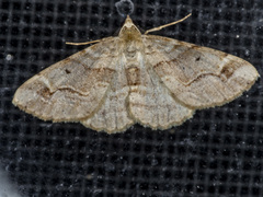 Syneora emmelodes