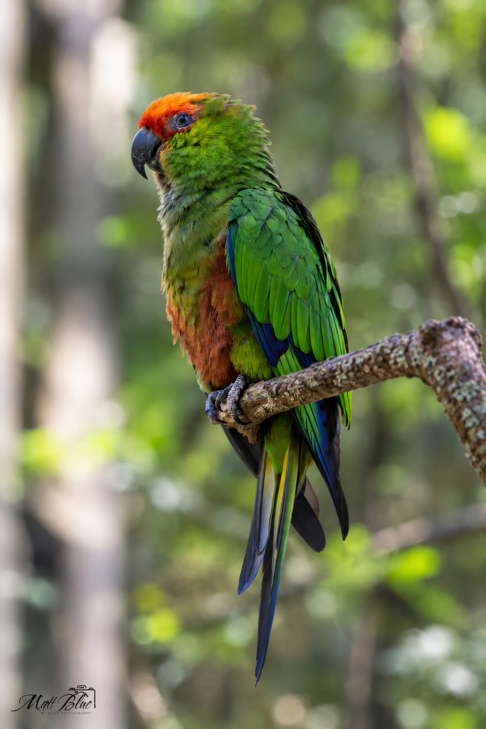 Golden-capped Parakeet
