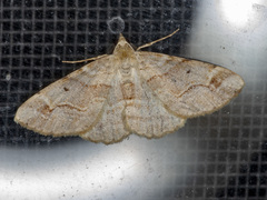 Syneora emmelodes