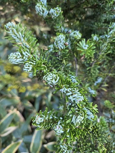 Abies koreana observed 2026-09-22