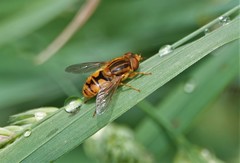 Parhelophilus laetus