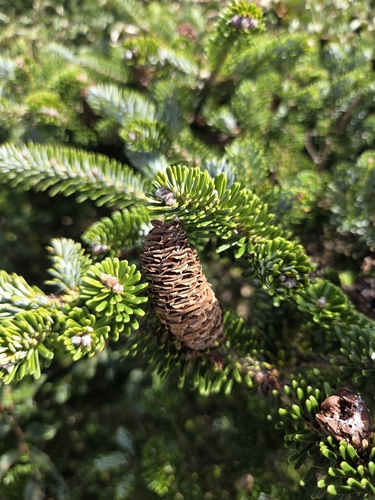 Abies koreana observed 2026-09-22