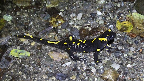 Fire Salamander