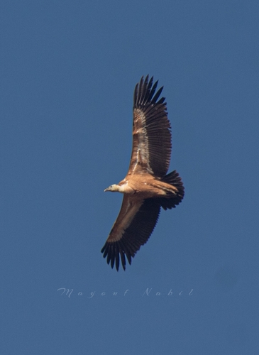 Eurasian Griffon
