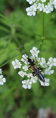 Oedemera pthysica