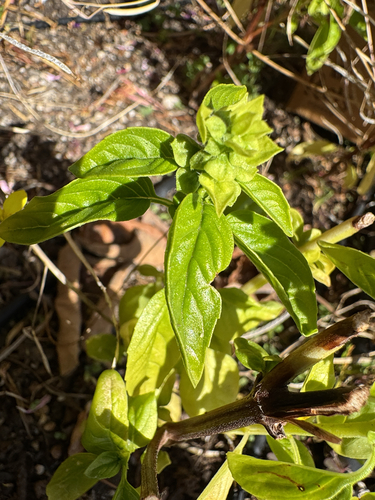 Ocimum basilicum observed 2026-10-18