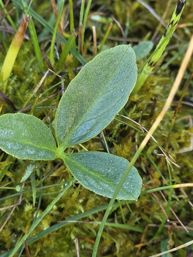Menyanthes trifoliata observed 2026-10-18