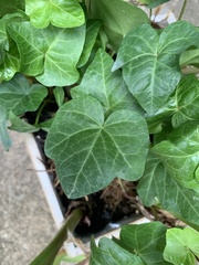 Hedera helix