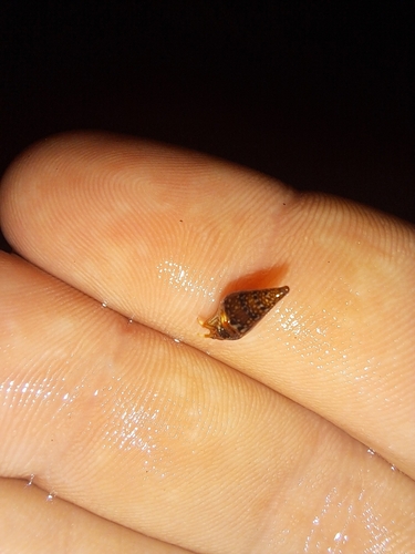 Clibanarius aequabilis observed 2026-10-18