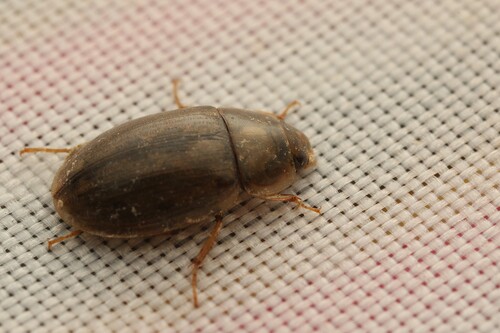 Helochares mentinotus