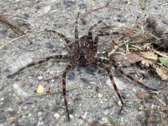 Dolomedes tenebrosus