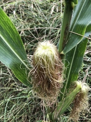 Zea mays mays
