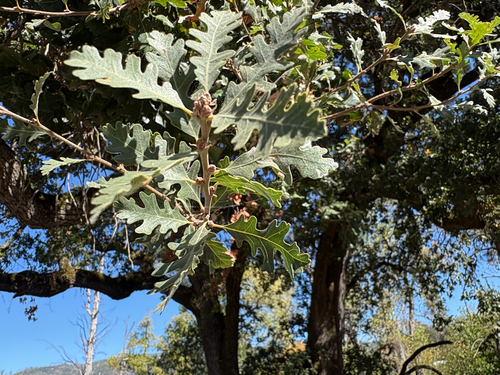 Valley Oak seen in Sonoma Valley