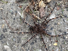 Dolomedes tenebrosus