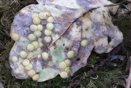 Common Spangle Gall Wasp