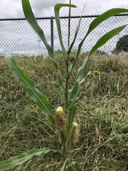 Zea mays mays