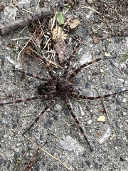 Dolomedes tenebrosus