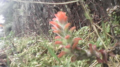Castilleja arvensis