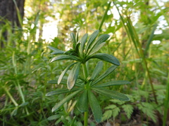 Galium mollugo
