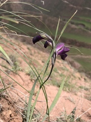 Gladiolus atroviolaceus