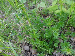 Galium mollugo