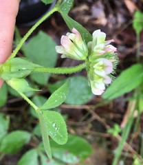 Trifolium reflexum