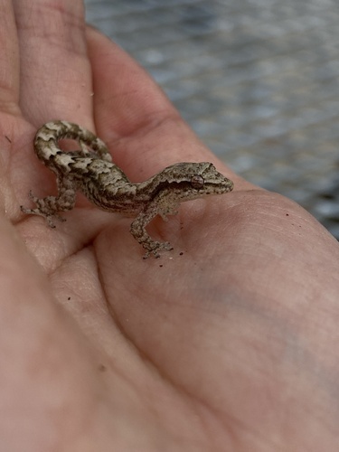 Lepidodactylus lugubris observed 2026-10-09