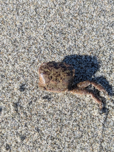 Hemigrapsus oregonensis, 2026-10-18