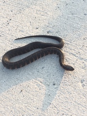 Nerodia sipedon williamengelsi