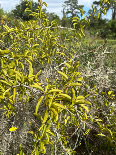 Ximenia americana observed 2026-10-18