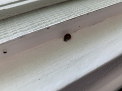 Harmonia axyridis